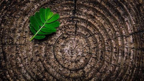 Stress och binjurarna del 1 - Naturshopen.se